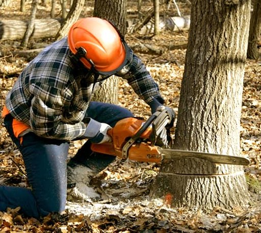Tree Removal in Ruffin, SC